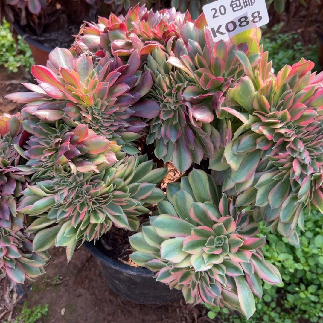 088红秀缀，满20包邮