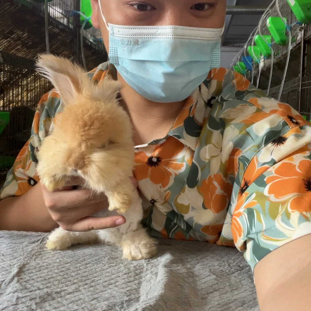 英系安哥拉兔宠物
