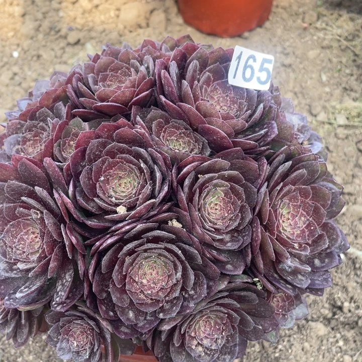 165多肉植物红魔