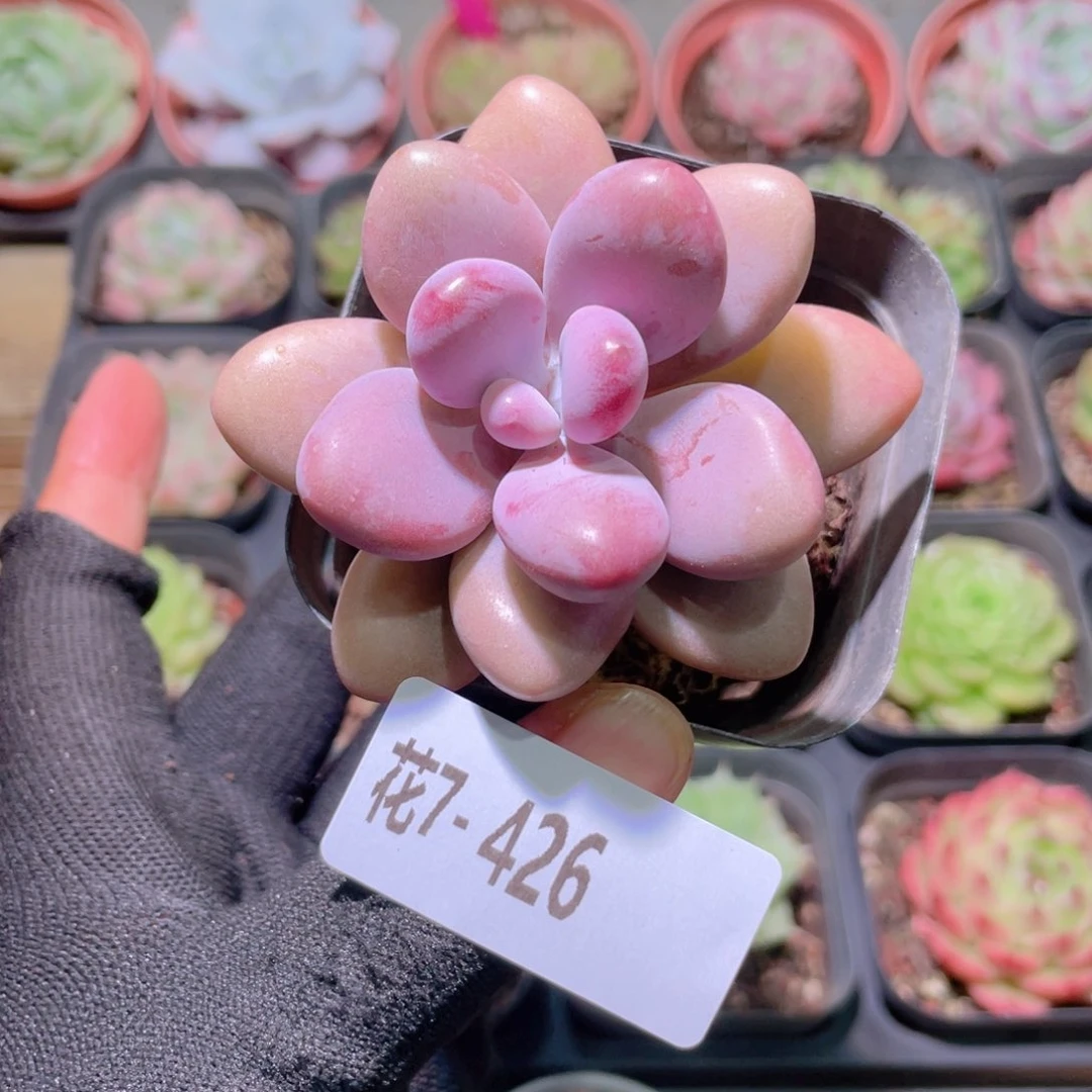 花利美7-426桃蛋