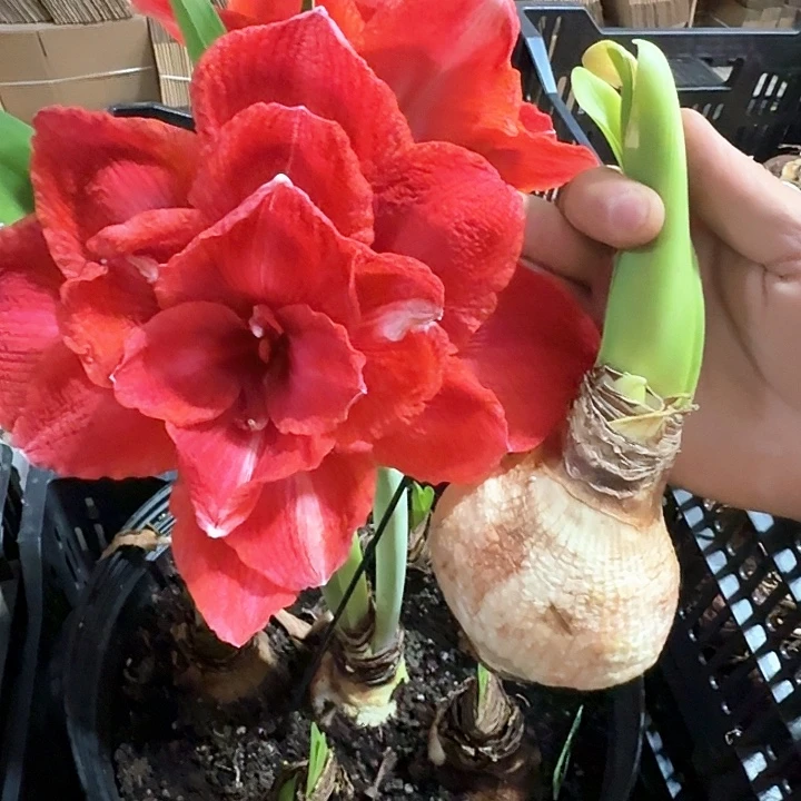 樱桃直径6.5厘米残次有残留花杆
