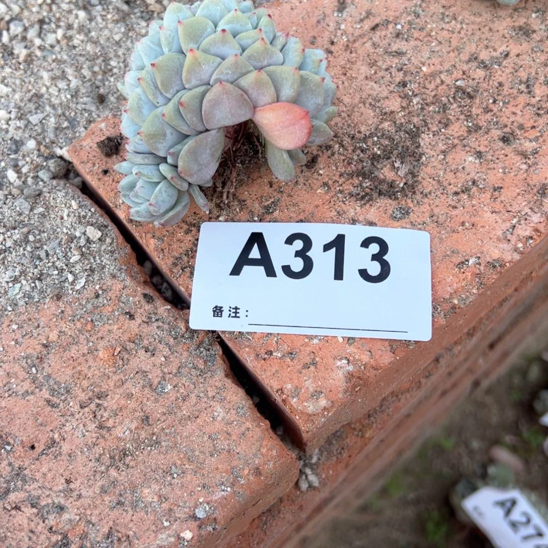 ?****大313 多肉多肉多肉多肉多肉