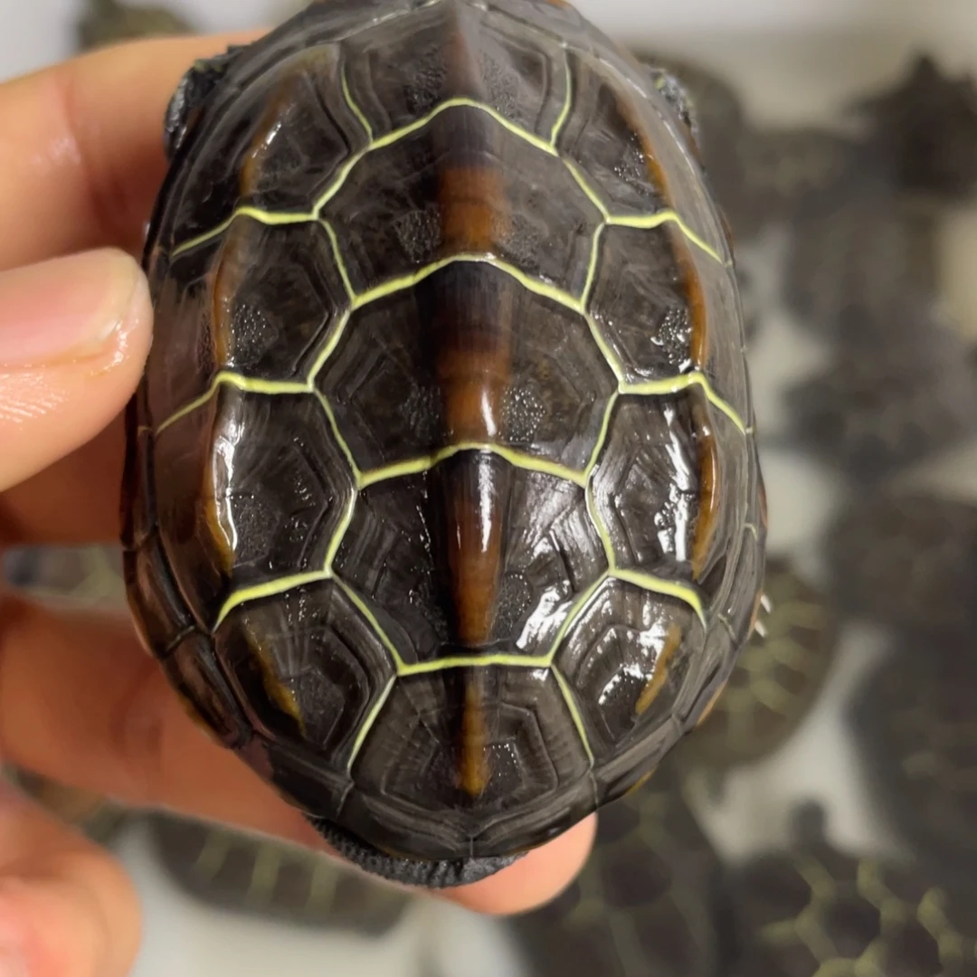 苏北金冷水草龟等