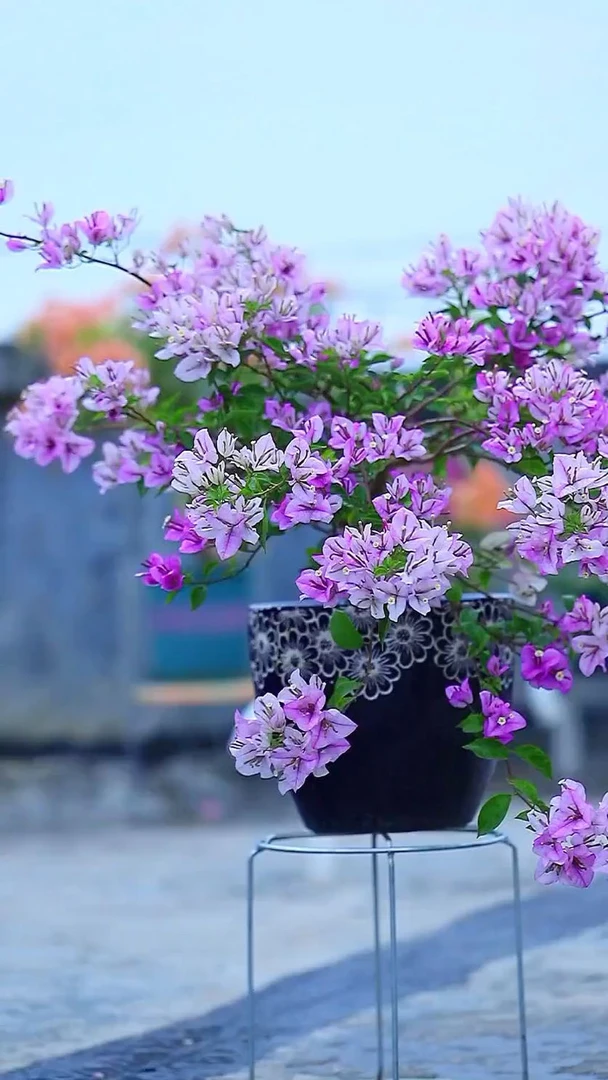 【雪紫】新品三角梅盆栽花卉四季勤花好养爬藤带土带根带叶三角梅花