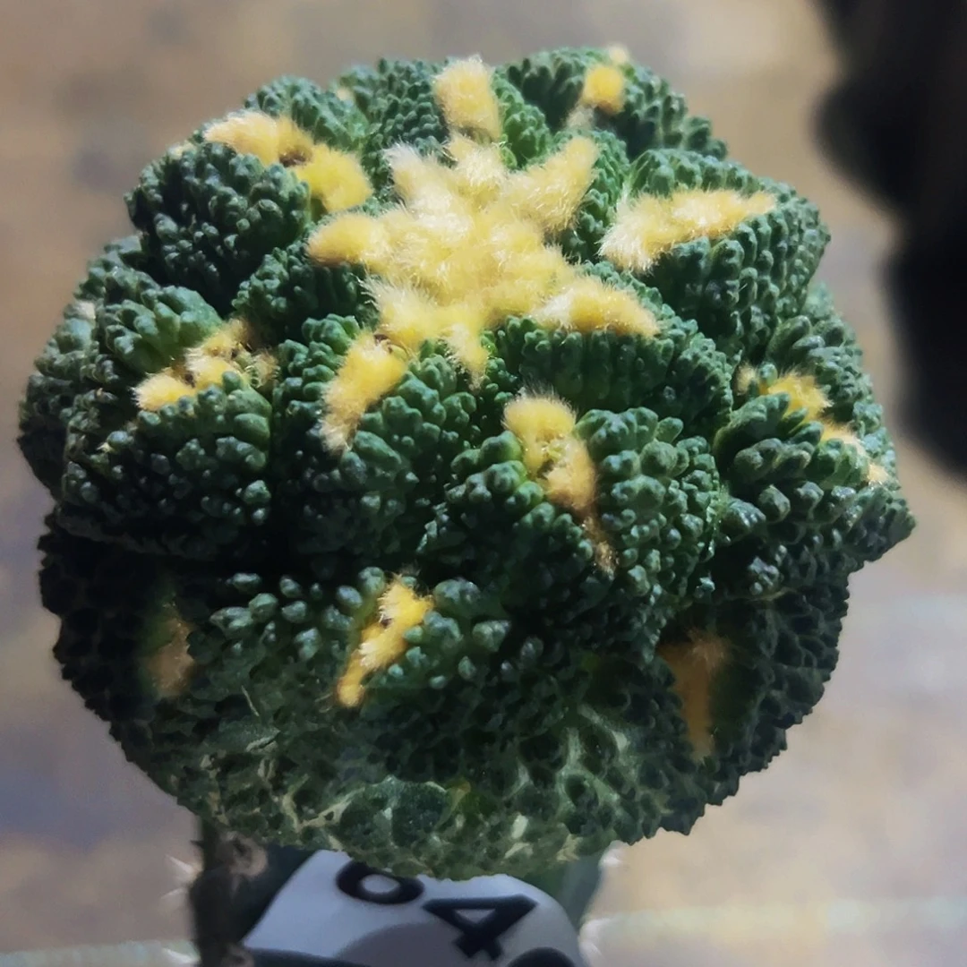 无花朵福利龟甲牡丹646