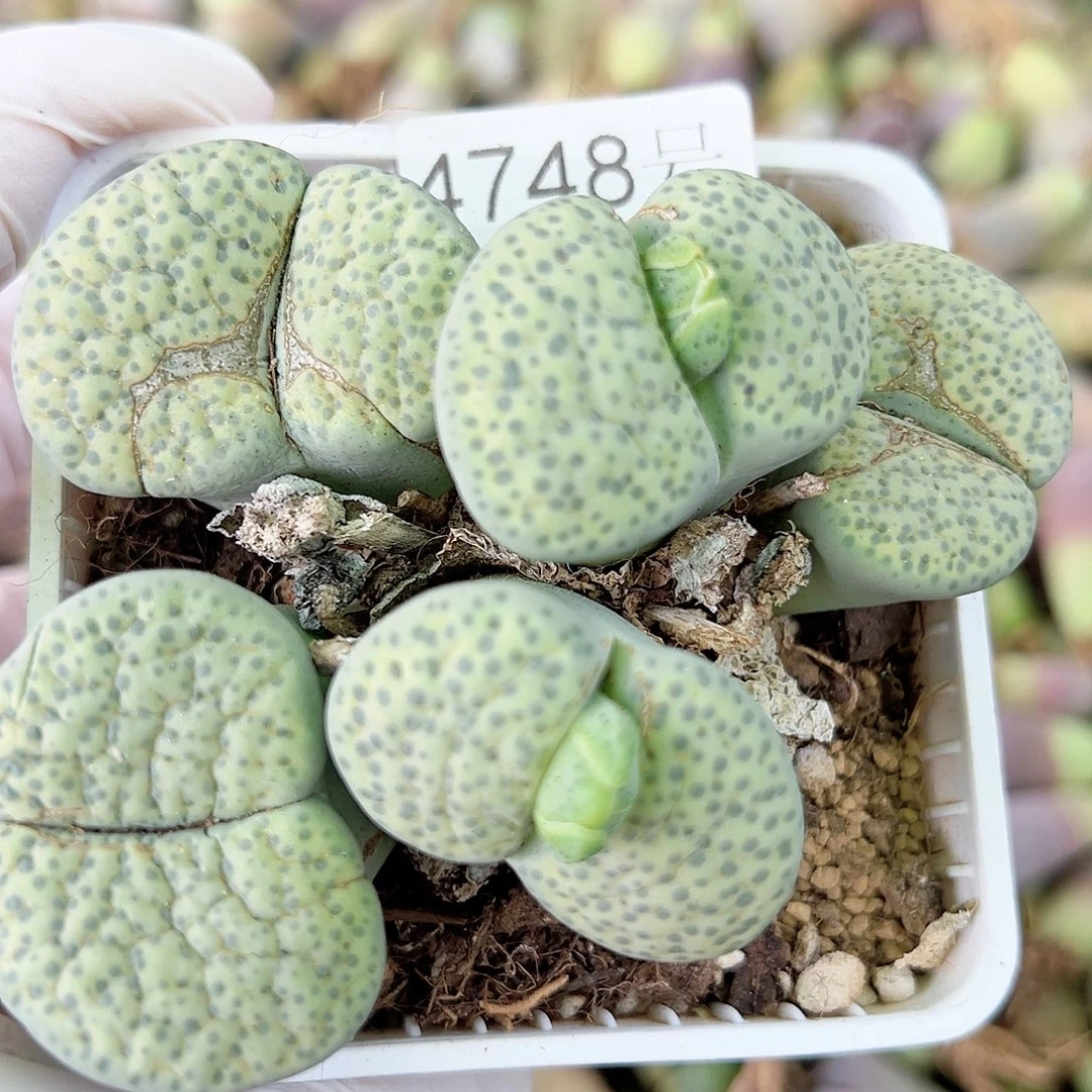 4748 好养易活生石花大母本
