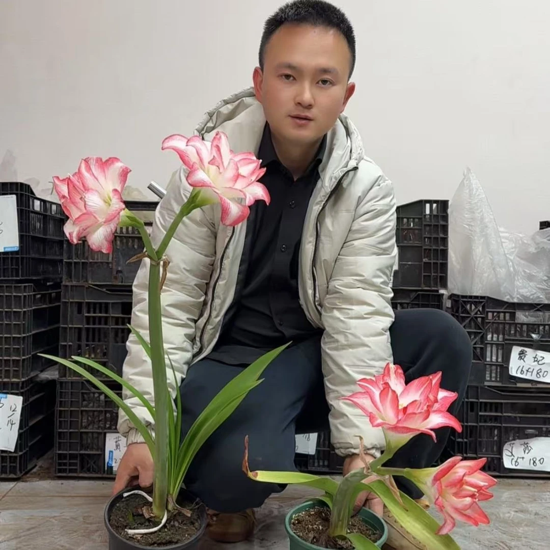 1颗《花孔雀》朱顶红种球盆栽地栽庭院家庭好养好种