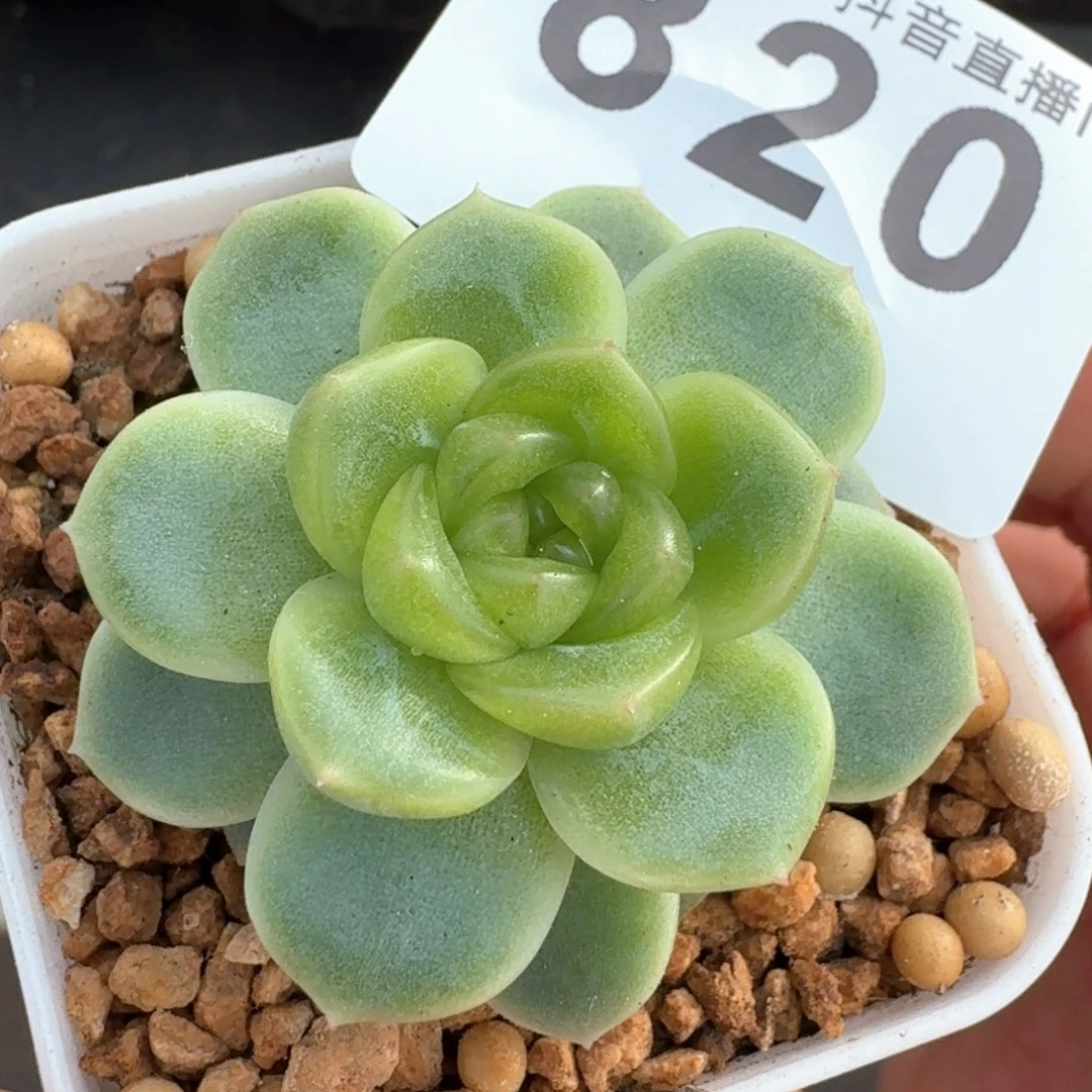 财富密码         多肉植物