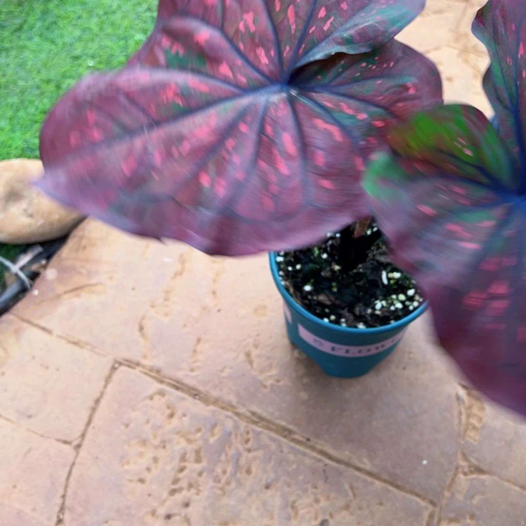 ****胡无花朵宙斯泰彩个体130