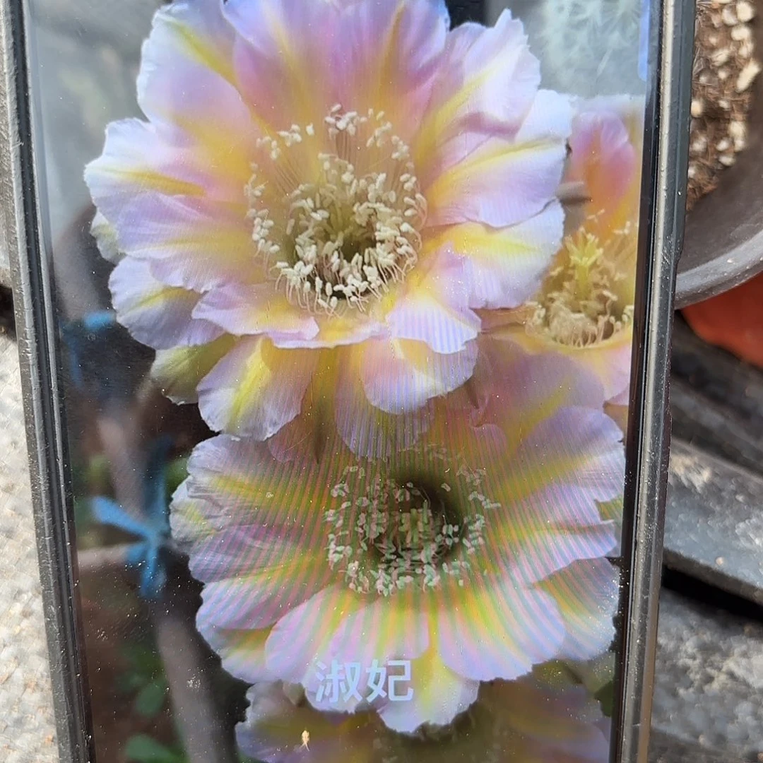 带根苏淑妃带根20包邮