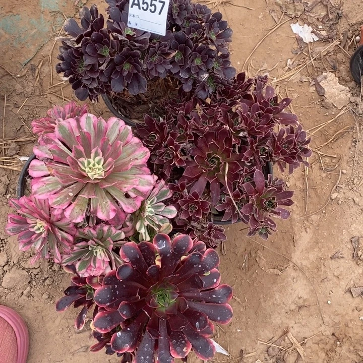 完全开放557组合套餐多肉植物