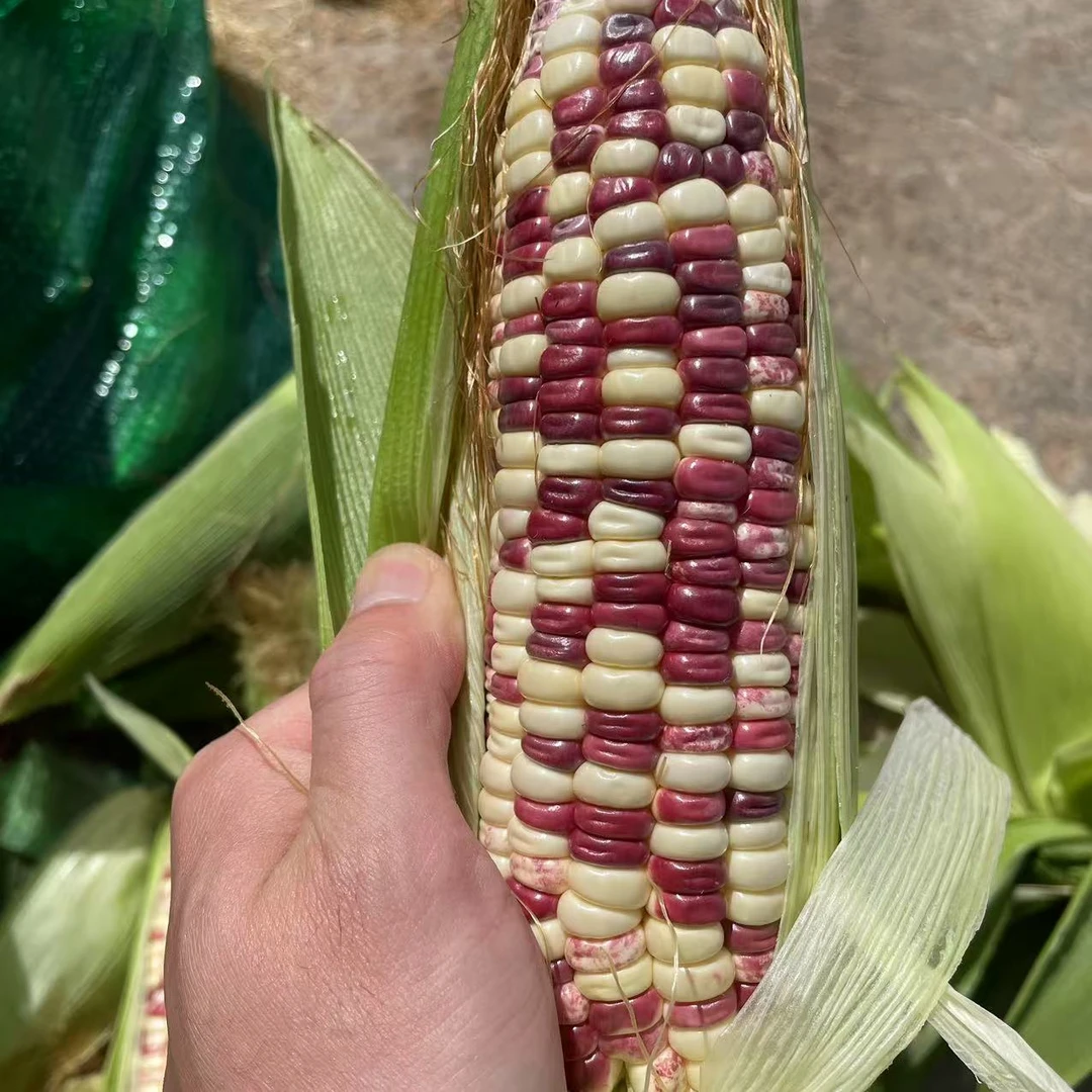 广东新鲜花糯玉米现摘香糯玉米苞谷粗粮蔬菜代餐五彩