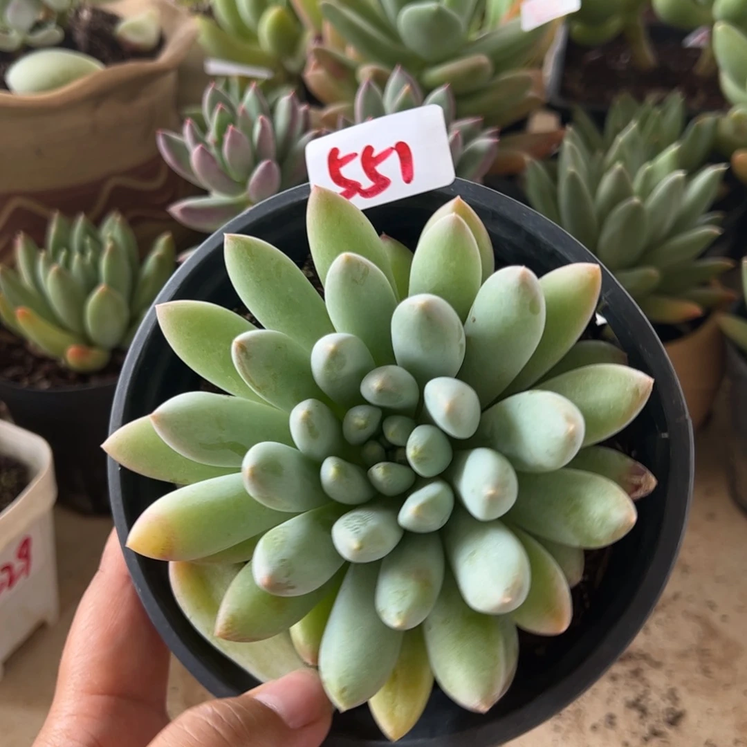 【闪购商品】奶糖。551。 111111111