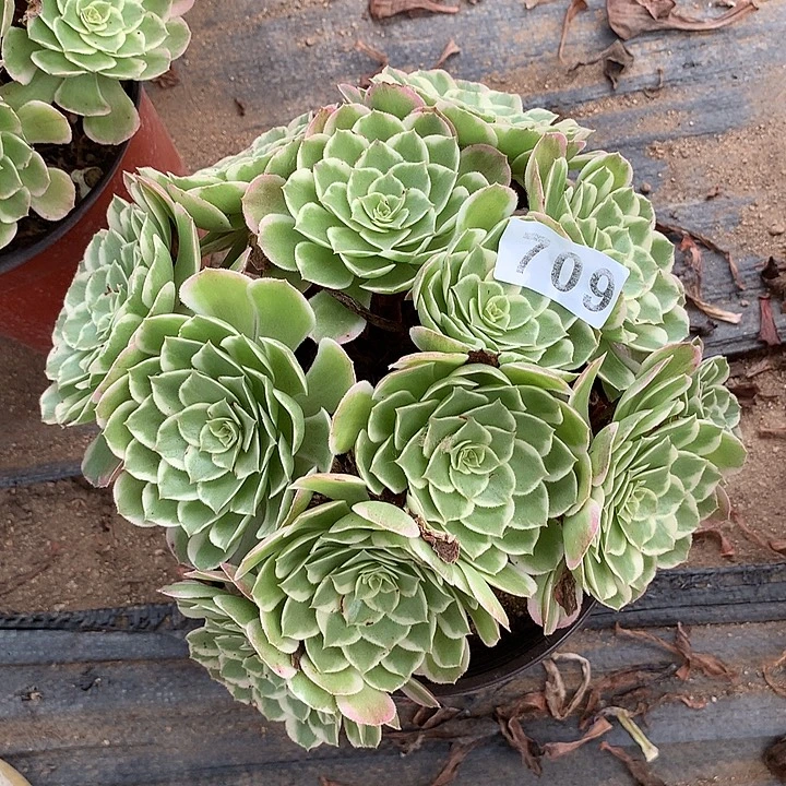 多肉植物孔雀翎709号
