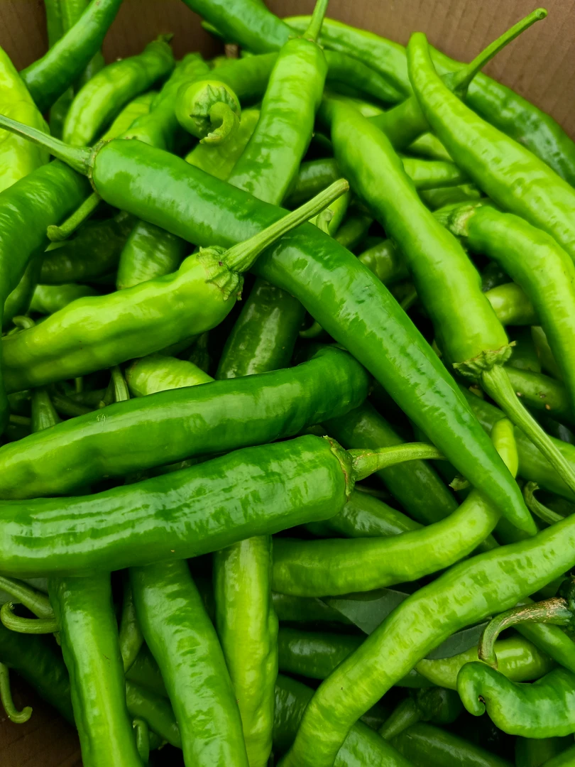 新鲜现摘软薄皮55号香酥中辣长虎皮椒农家自种美味辣椒