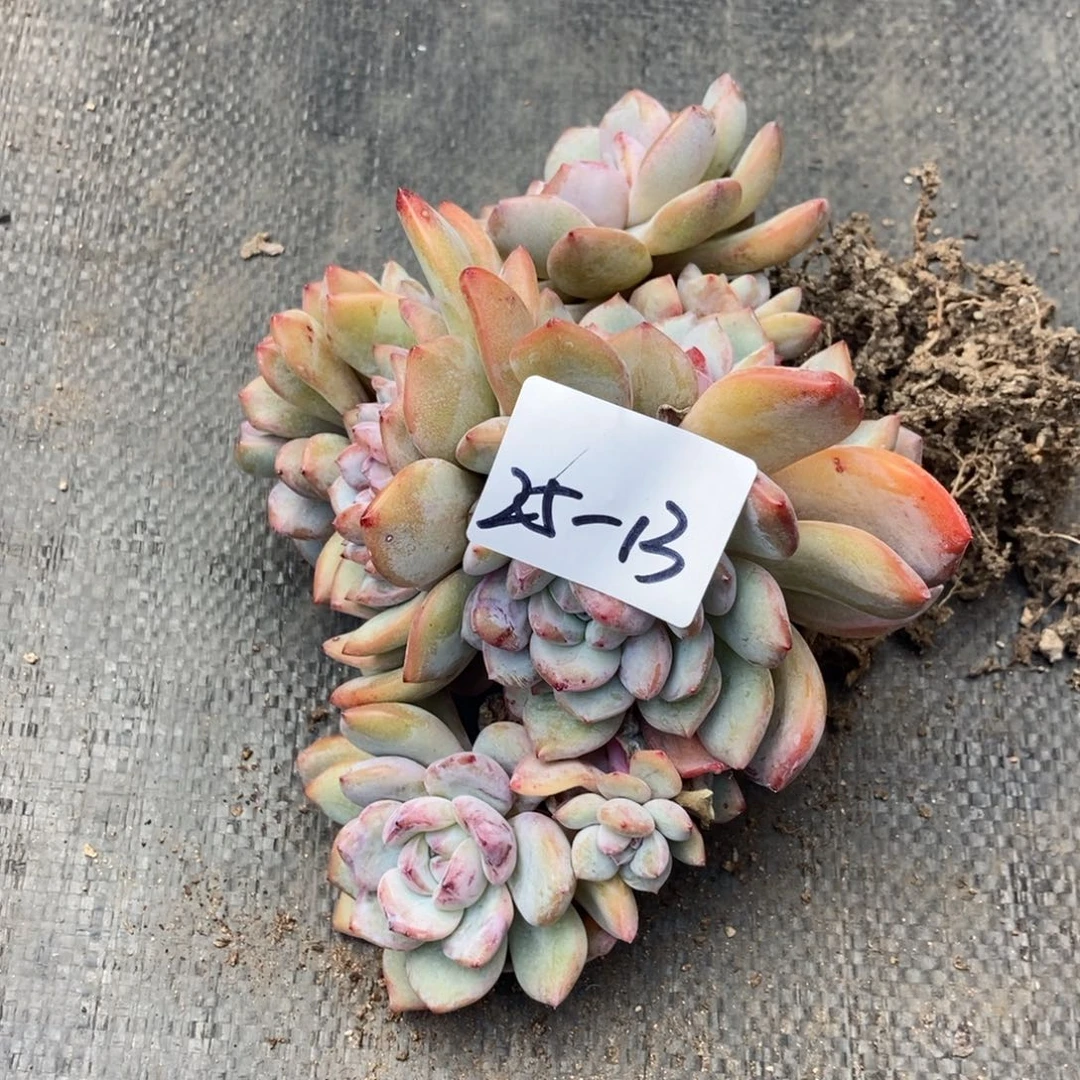 25-13石榴籽一物一拍有砍