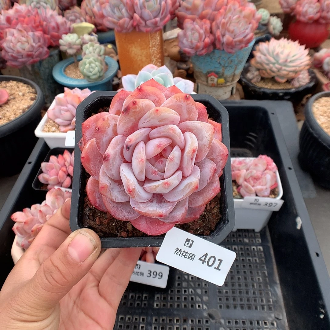 401韩橙多肉植物666