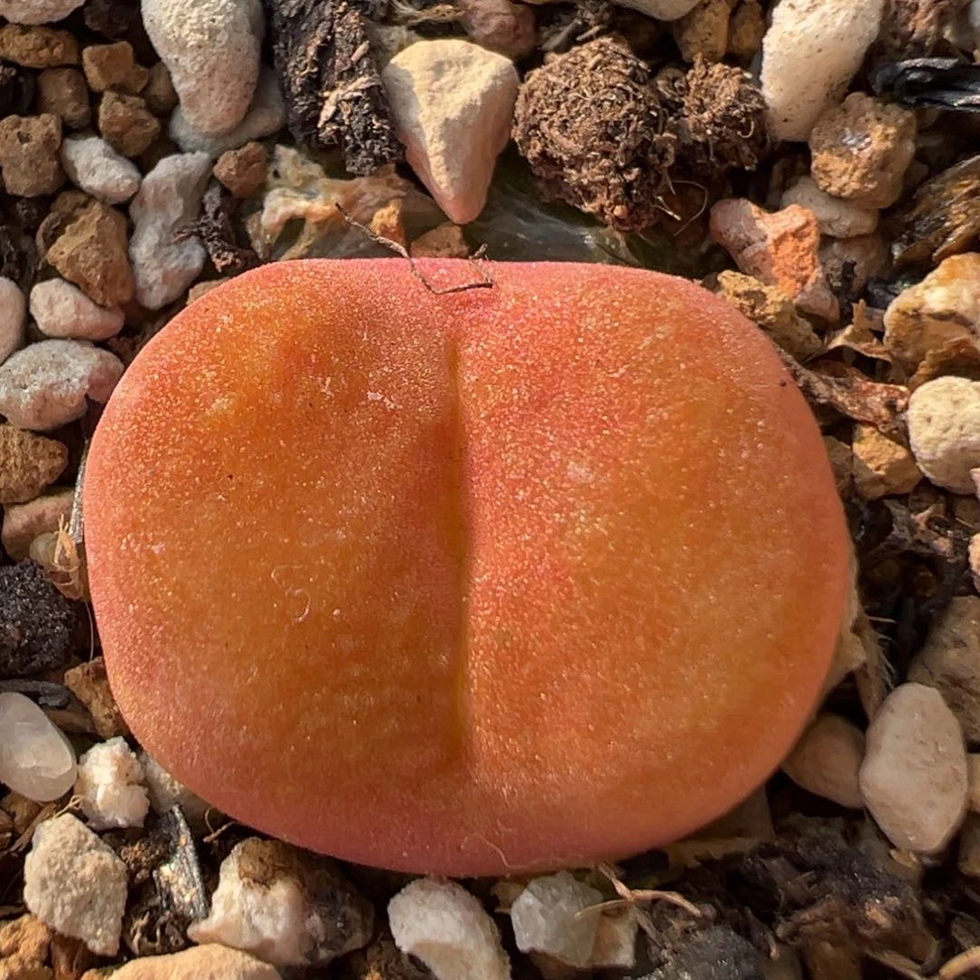 78多肉植物百科蟠桃1801.1