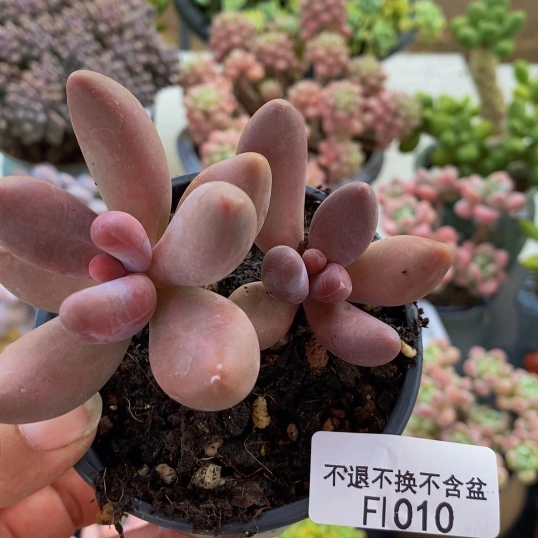 010糖果美人8cm多肉