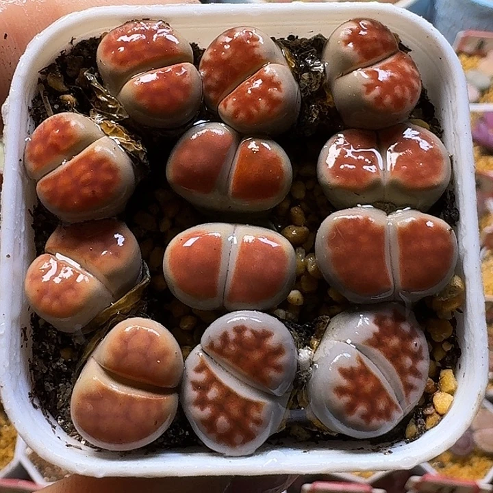 生石花1111122。  62