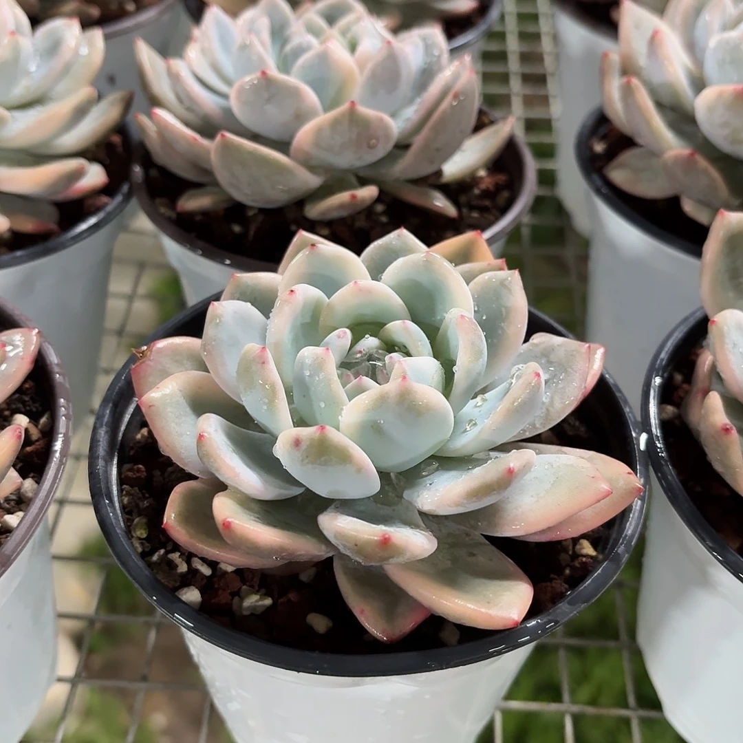 橙梦露覆轮锦10㎝盆参考