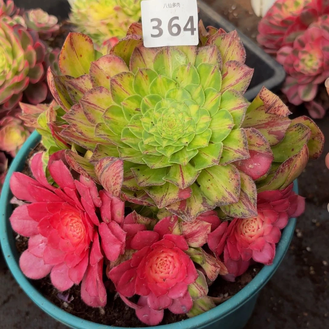 364多肉植物知否