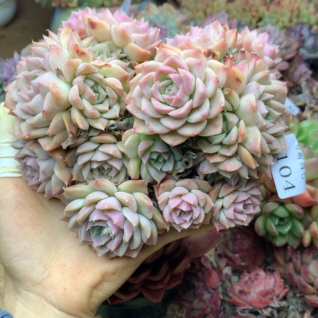 辣***鸡4104杂交精品基地14厘米