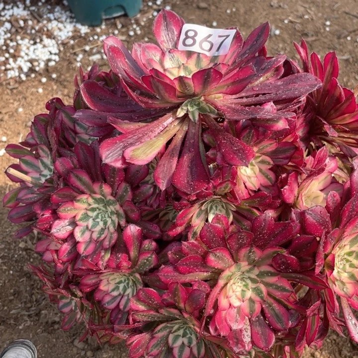 铿**瑰867多肉植物红铜白