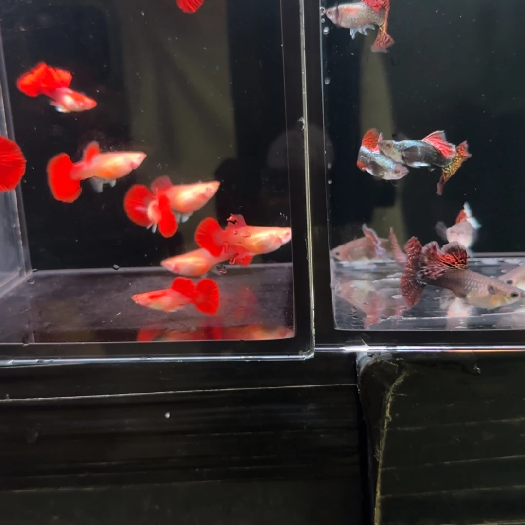 孔雀鱼折扇白子10条，红龙10条，运费70