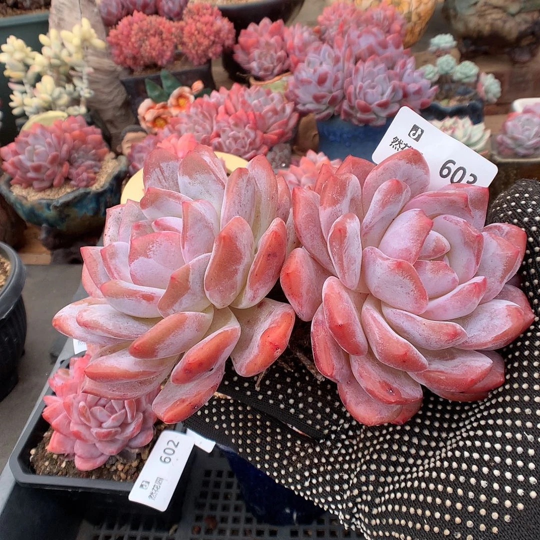 桔***柚603蒙克多肉植物6666