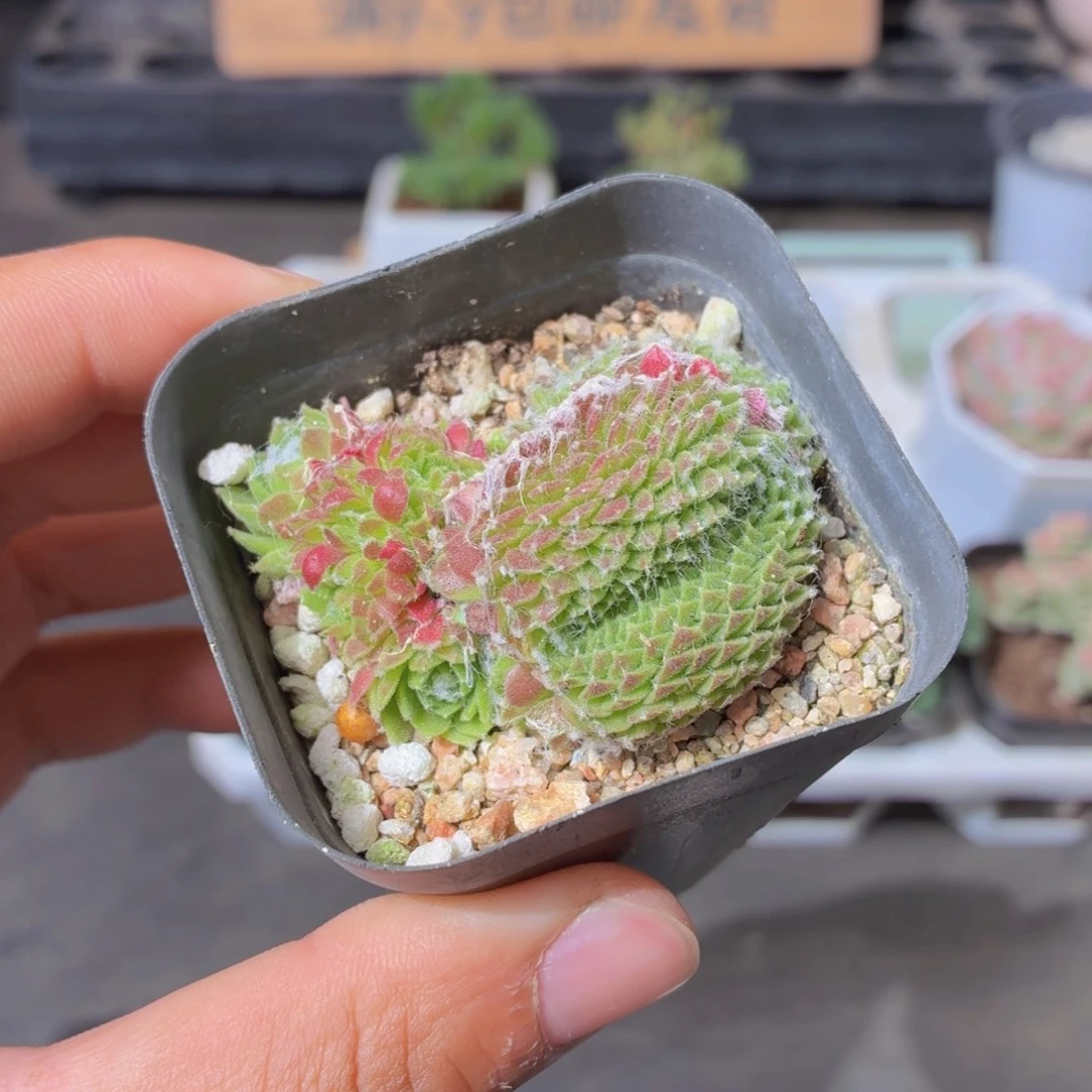 蛛丝卷卷缀化多肉9.9包邮发货