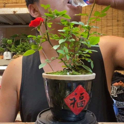 红陶一物一拍所见即所得39