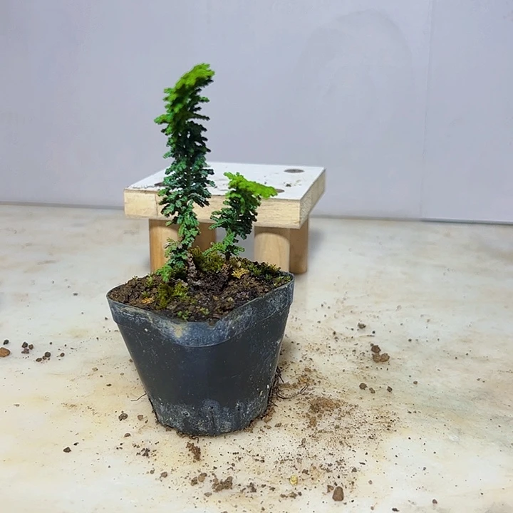 假***僧无花朵一颗石化桧