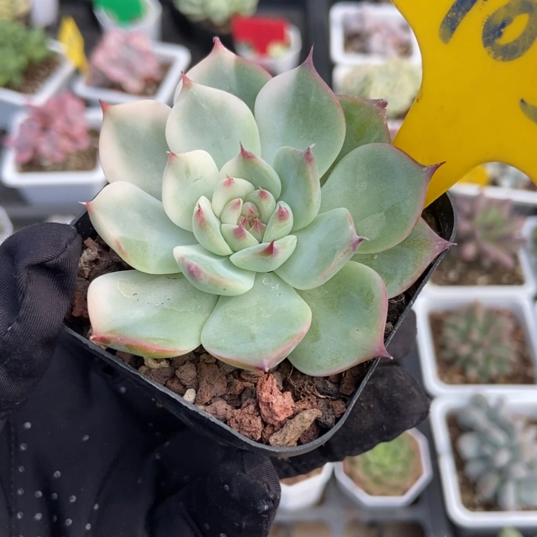 905吉娃娃锦多肉植物保护