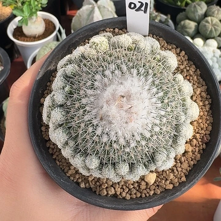 021号乌月丸仙人球