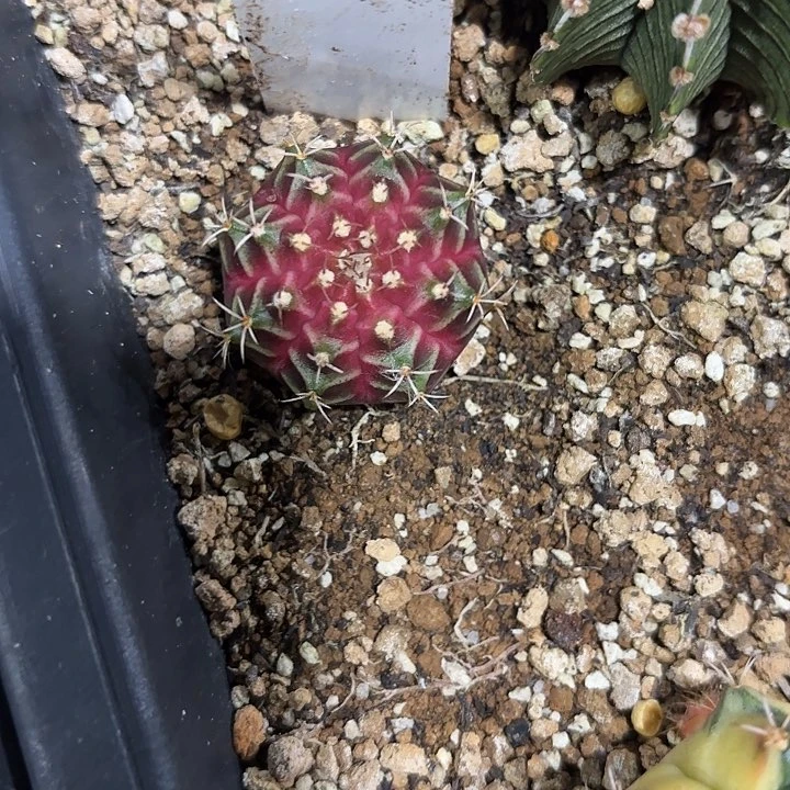 113-0531泰国发货多肉