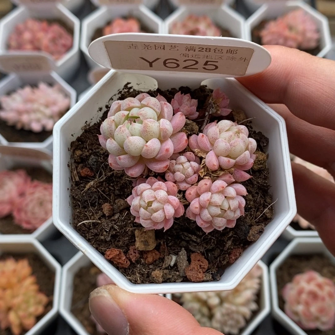 0625 羊脂球 4.5cm