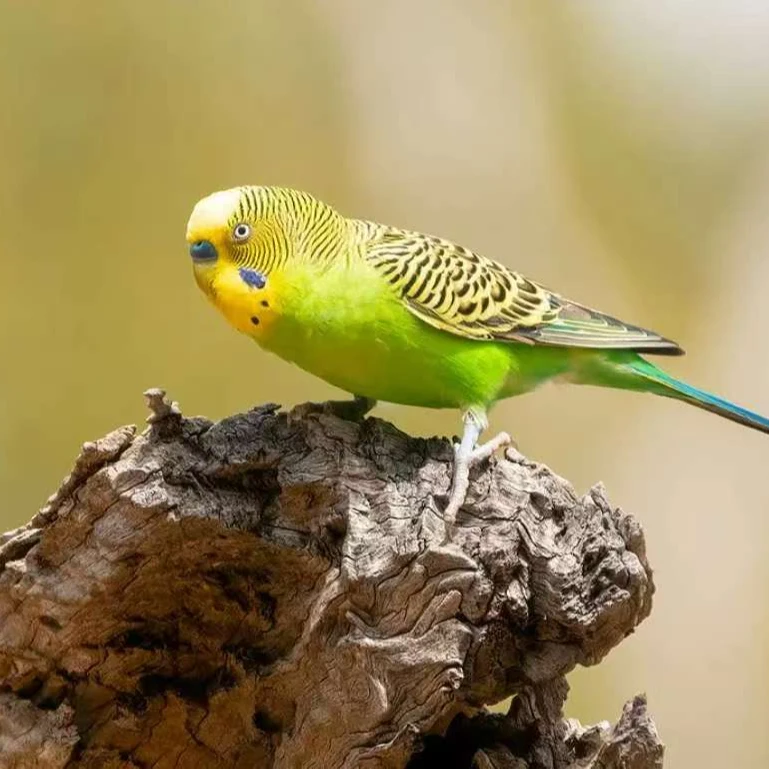 活体鹦鹉芙蓉专属链接先看鸟后拍私自下单随机发