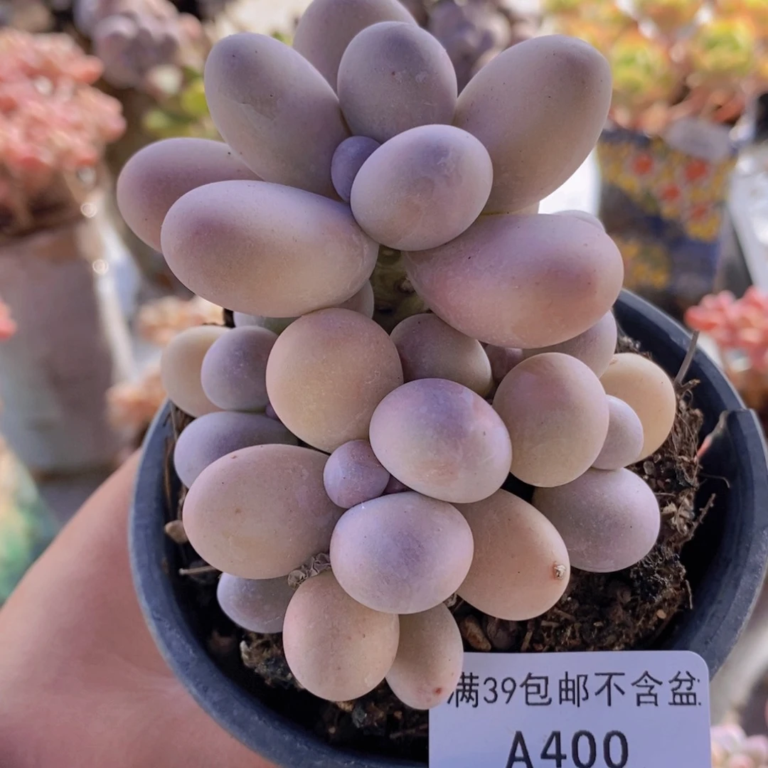 原始奶7cm400多肉植物