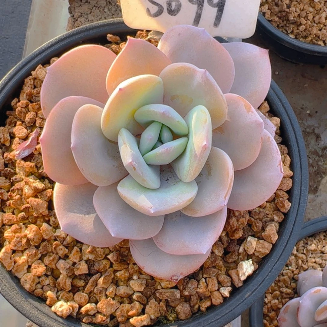 就****?奶茶5099号一物一拍