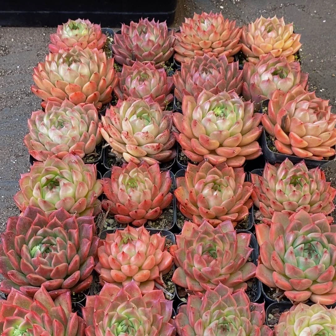 580的人和我一起看