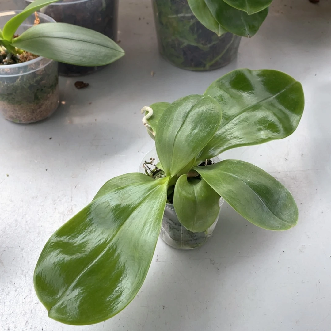 无花朵（蓝贝交弥陀白虎）2.5双苗