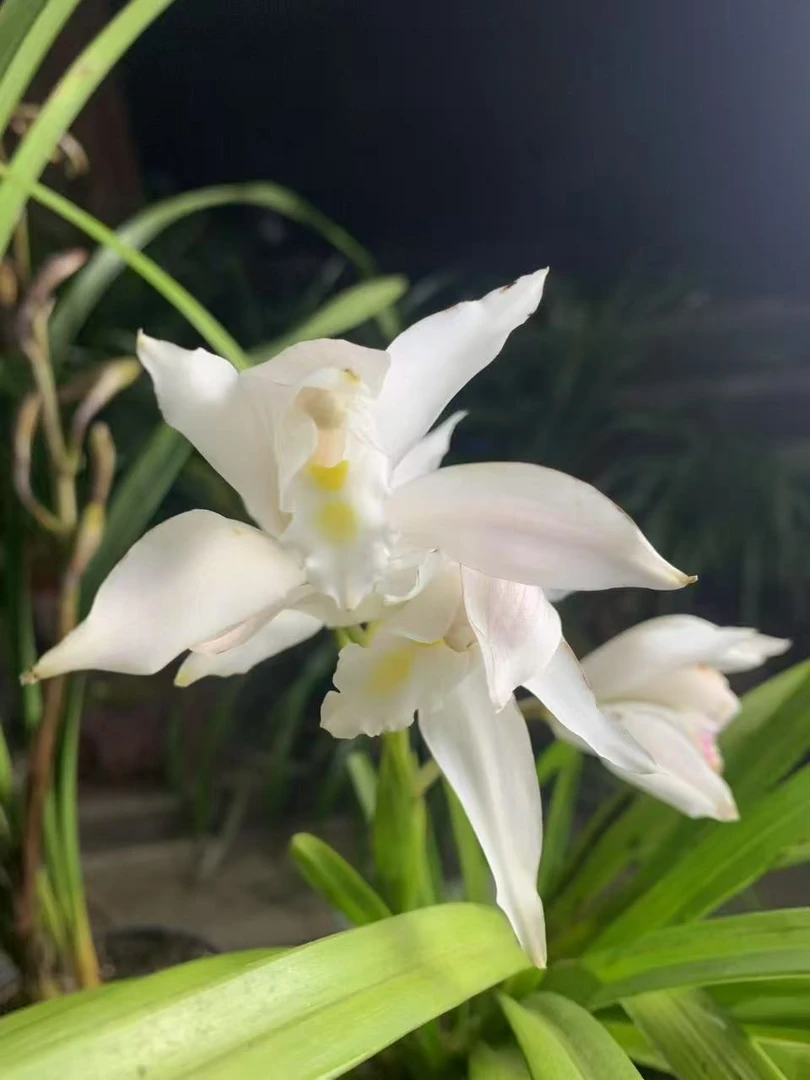 兰草一物一拍，下坡货，容易上手，新手小白也能养活