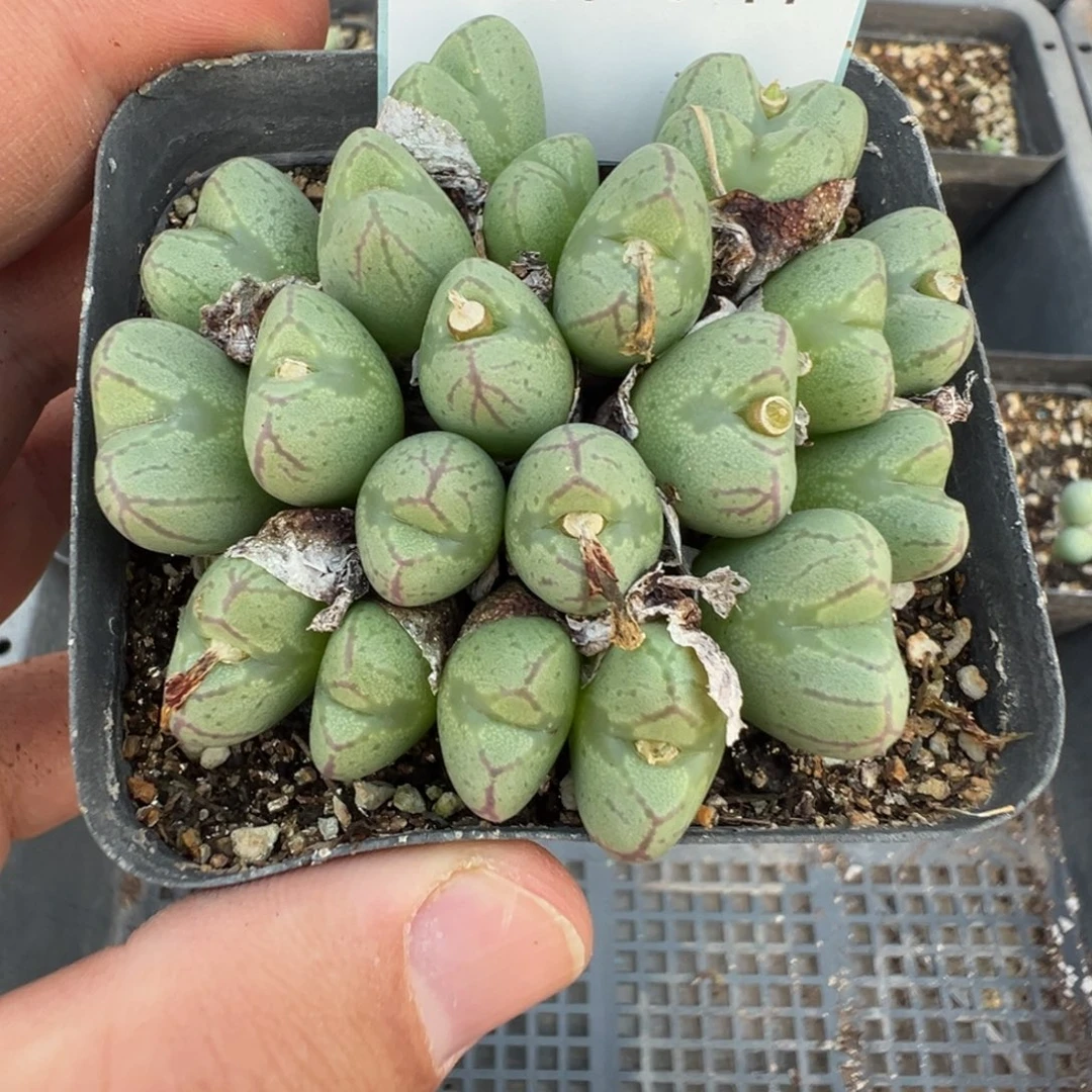 16-77肉锥多肉植物