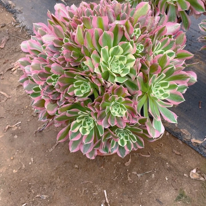 685雨花石法师多肉断枝不售后