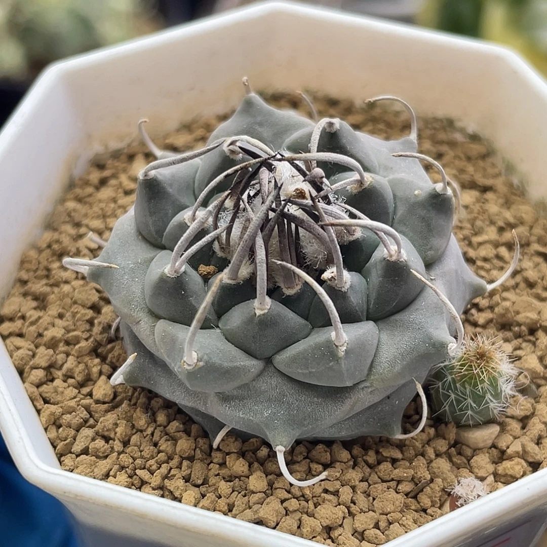 实生黑刺升云龙娇丽