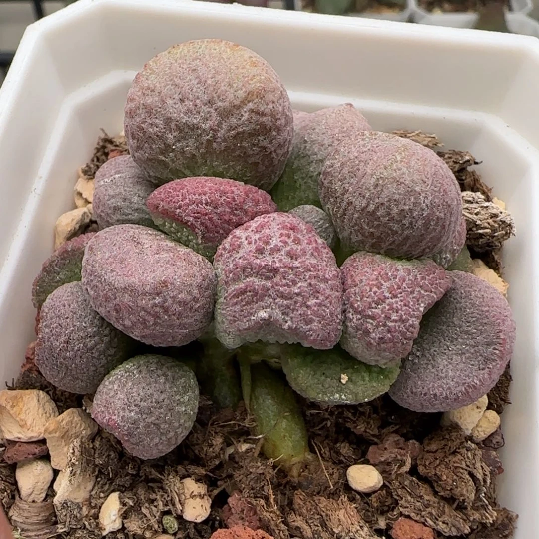 红烧肉多肉植物水泡
