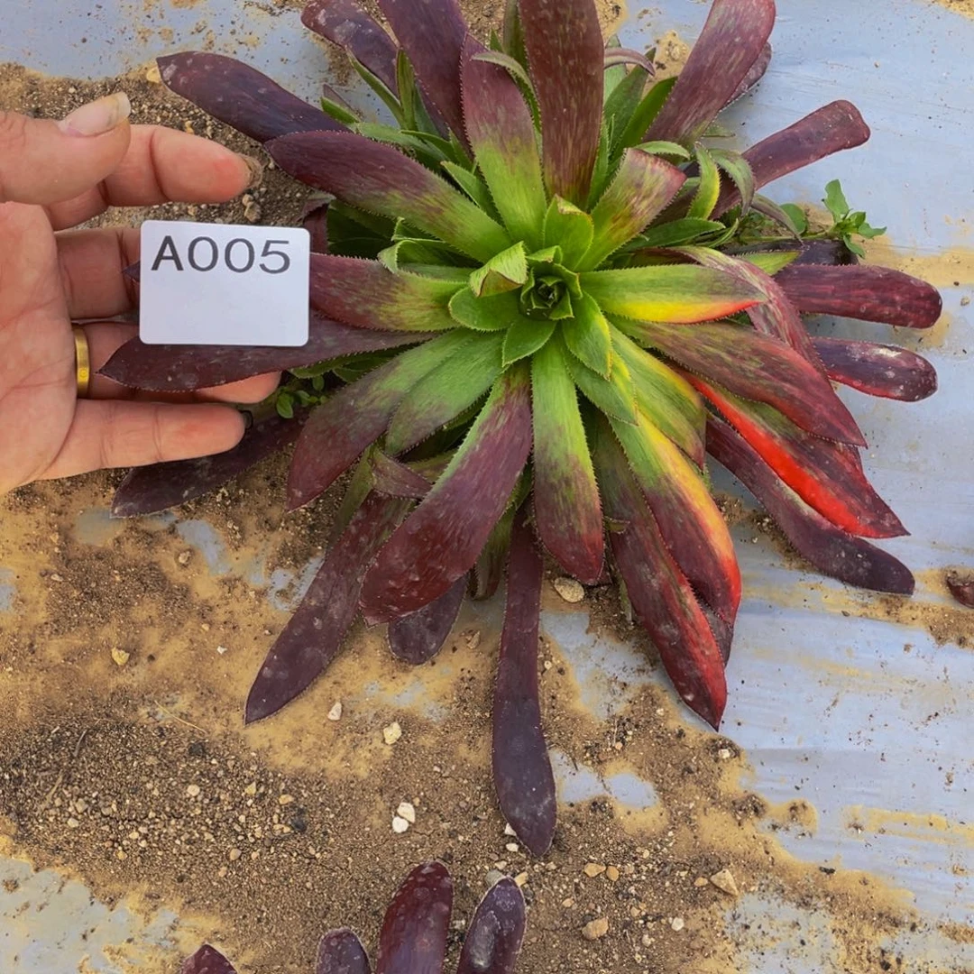 005孔雀福利七彩多肉