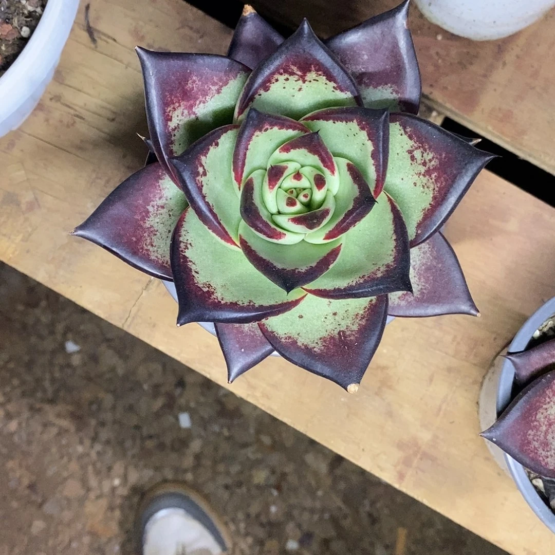 多肉植物肥叶魔王