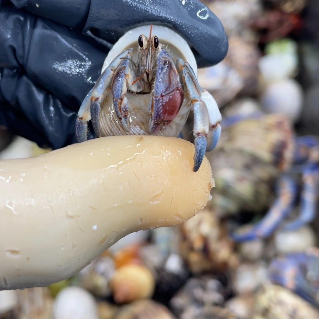 不退不换活体宠物126